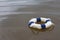 Blue lifebuoy in the sea on the water