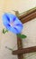Blue-lilac blooming flower of Ipomoea,in focus,on house balcony,curling on wooden frame.Blurry background with pink bud