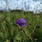 Blue-lilac Cranesbill flower in meadow grass on a sunny day.