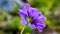 The blue lilac flower looks like a Daisy.