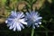 Blue-lilac flowers chicory close-up, field plants in the evening dark light, dark green foliage on the background