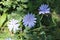 Blue-lilac flowers chicory close-up, field plants in the evening dark light, dark green foliage on the background