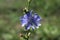 Blue-lilac flowers chicory close-up, field plants in the evening dark light, dark green foliage on the background