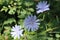 Blue-lilac flowers chicory close-up, field plants in the evening dark light, dark green foliage on the background