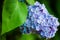 Blue lilac in green leaves