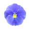 Blue lilac Pansies flower isolated