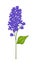 Blue Lilac or Syringa Vulgaris on White Background