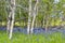 Blue lilies on the forest floor of Aspens