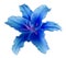blue lily pictures