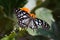 Blue lime butterfly on colorful lantana flower