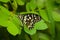 Blue lime butterfly on green leaves in monsoon in India