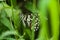 Blue lime butterfly on green leaves in monsoon in India