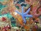 Blue Linckia sea star