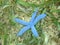 Blue Linckia among Seagrasses
