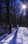 Blue Lit Winter Trail