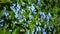 Blue little flowers blooming in summer garden. Forget-me-not blossom with green leaves. Spring natural floral background