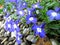 Blue little flowers lobelia erinus. Close-up