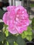 Blue Liver Rose plant,Pink purple Rose petals