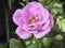 Blue Liver Rose plant,Pink purple Rose petals