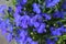 Blue Lobelia Bedding Plant