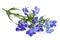 Blue lobelia flowers