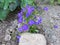 Blue lobelia flowers close up