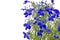 Blue lobelia (Lobelia erinus)