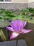 Blue lotus