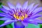 blue lotus flower