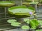 Blue Lotus flower and large, floating leaves