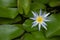 Blue lotus flower or a water lili resting against a bed green leaves in a pond or a lake