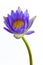 Blue lotus flower and white background.