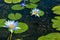 Blue Lotus Flowers with Green Lilly Pads on Pond