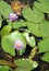 Blue lotus flowers in a pond. Srimangal in Sylhet Division, Bangladesh