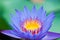 The blue lotus in full bloom