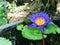 Blue Lotus (Nil Mahanel) flower at garden pond, Sri Lanka