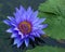 Blue lotus petals and purple pollen