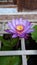 Blue lotus  in the pont sri lanka nature  flowers