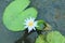 Blue lotus or  a water lily in the genus Nymphaea.