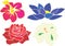 Blue Lotus, White Orchid, Red Rose and pink hibiscus vector