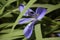 Blue Louisiana flag swamp iris in the wild.