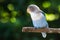 Blue lovebird in garden on blurred bokeh background