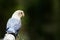 Blue lovebird standing on the perch in the garden