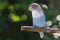 Blue lovebird standing on the tree in garden