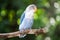 Blue lovebird standing on the tree in garden