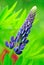 Blue lupin flower