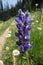 Blue Lupine Flower along a hiking trail.