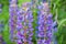 Blue lupine flowers on meadow in summer