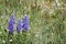 Blue Lupine in a mountainside field of wildflowers