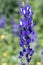 Blue Lupine under the sun